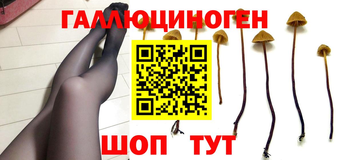 Котовск  Галлюциногенные грибы Psilocybine cubensis  Вход с VPN 